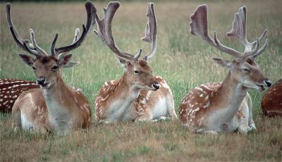 Deer - London