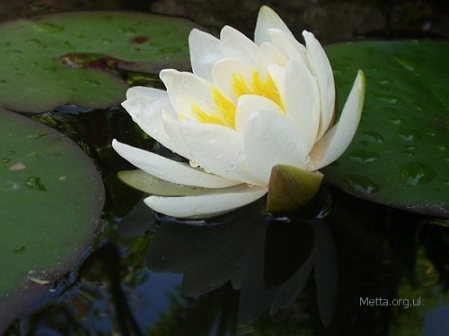 Lotus Flower