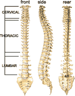 Spinal cord