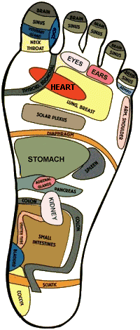 Basic guide to Reflexology points on the foot.