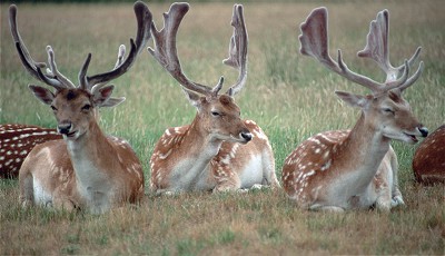 Sample Web Page Image - Deer